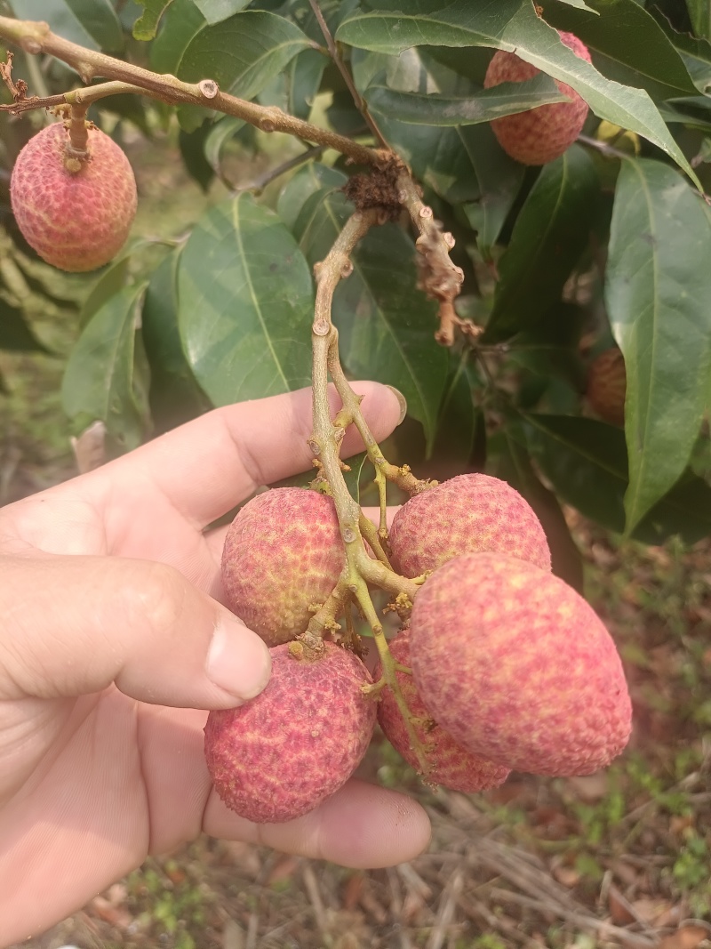 广东电白荔枝桂花香荔枝基地直供品质保量欢迎联系