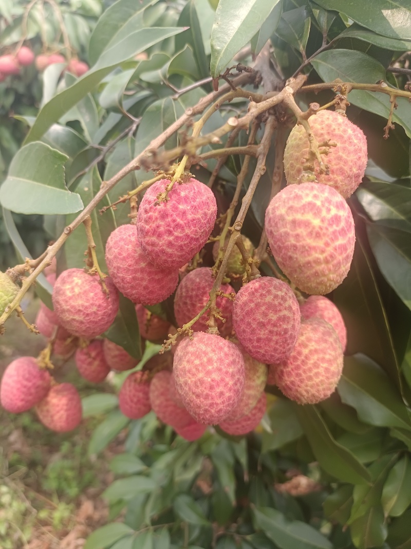 广东电白荔枝桂花香荔枝基地直供品质保量欢迎联系