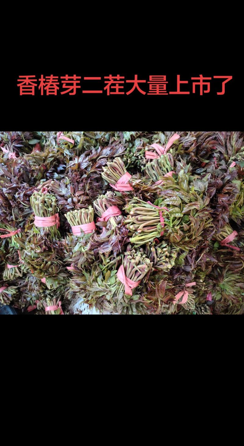 二茬香椿芽大量上市了