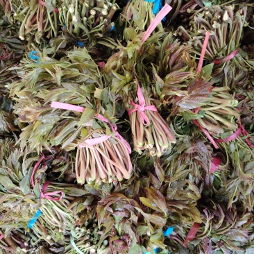 二茬香椿芽大量上市了