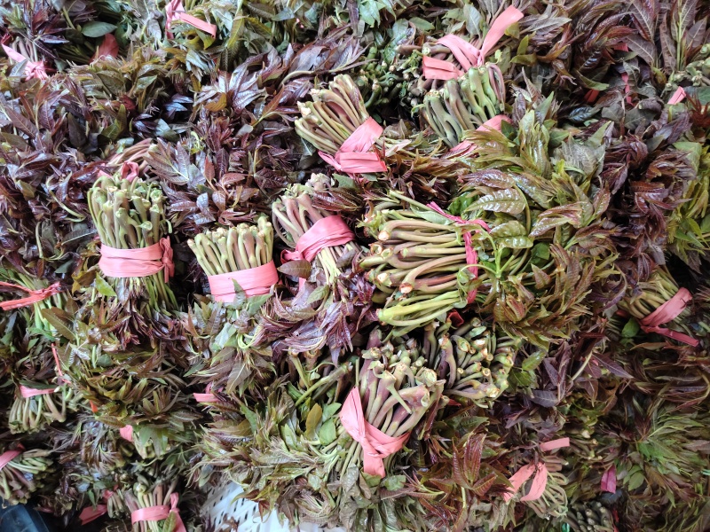 二茬香椿芽大量上市了