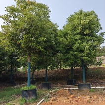 12公分养冠香樟，基地大量低价出售