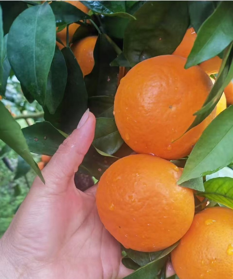 沃柑