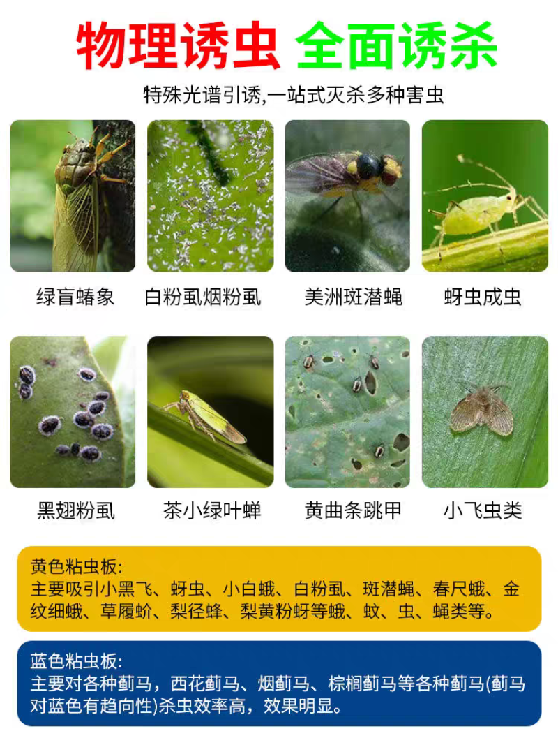双面粘虫板蓝色蓟马克星飞虫陷阱工厂直营都是批发价蓝色诱虫