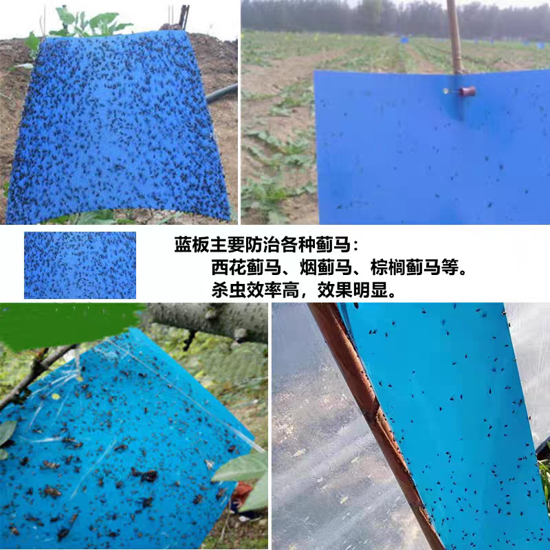 双面粘虫板蓝色蓟马克星飞虫陷阱工厂直营都是批发价蓝色诱虫