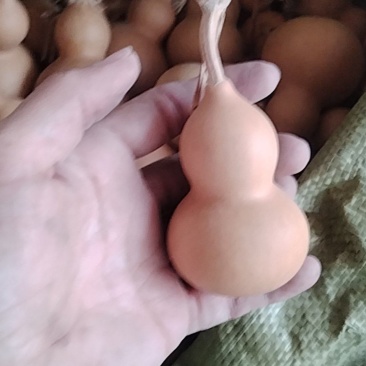 美国葫芦，皮厚龙头结实，皮色好器型整