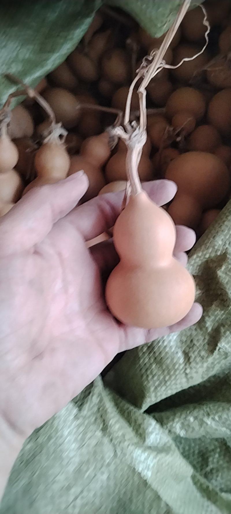 美国葫芦，皮厚龙头结实，皮色好器型整