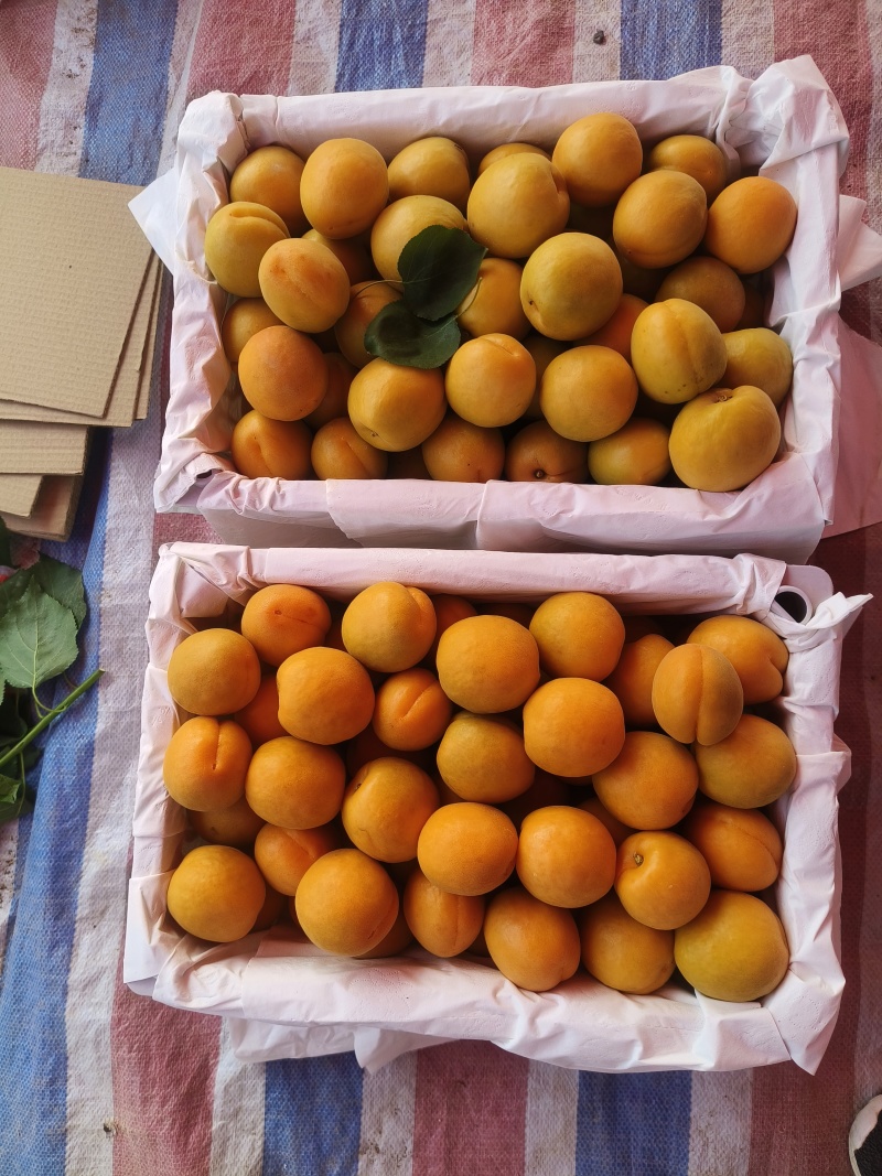 杏，陕西杏，大荔金太阳杏陕西大荔精品金太阳杏