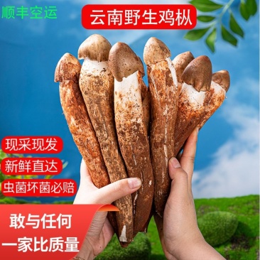 云南精选野生鸡枞不开伞大白鸡枞伞把菇荔枝菌独角白蚁鸡枞