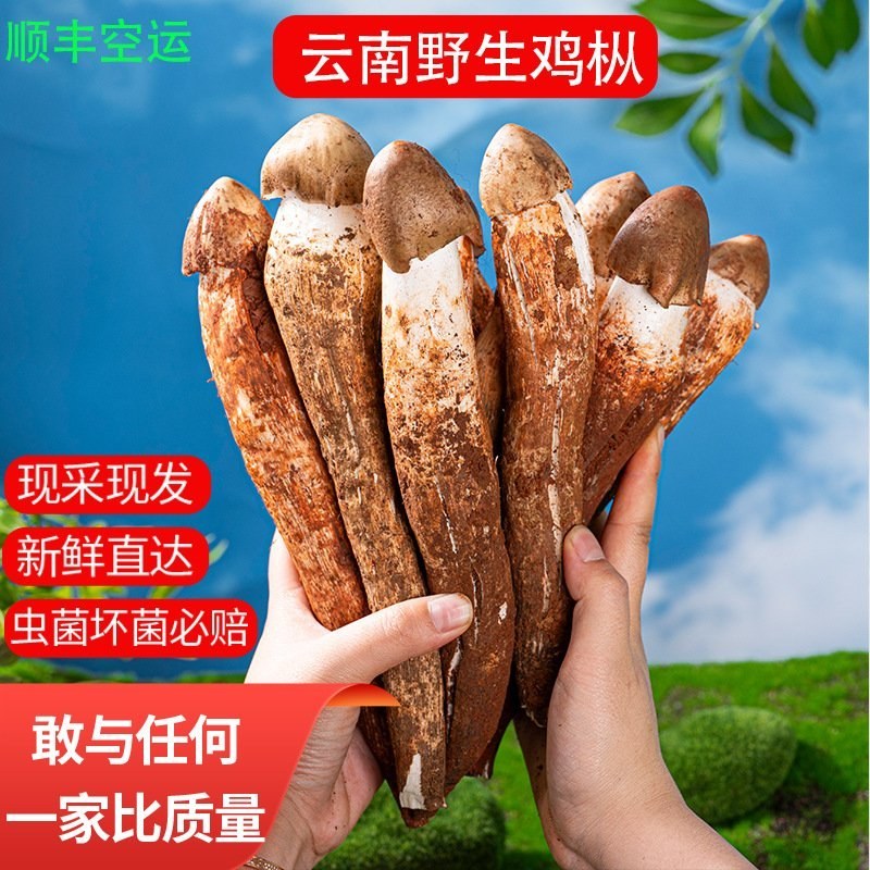 云南精选野生鸡枞不开伞大白鸡枞伞把菇荔枝菌独角白蚁鸡枞
