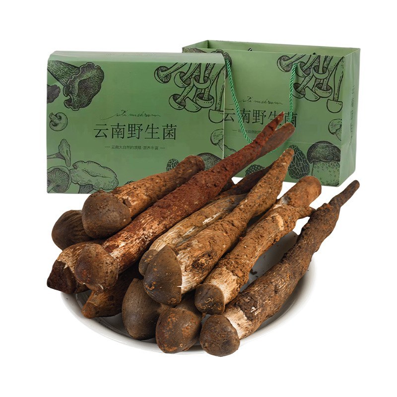 云南精选野生鸡枞不开伞大白鸡枞伞把菇荔枝菌独角白蚁鸡枞