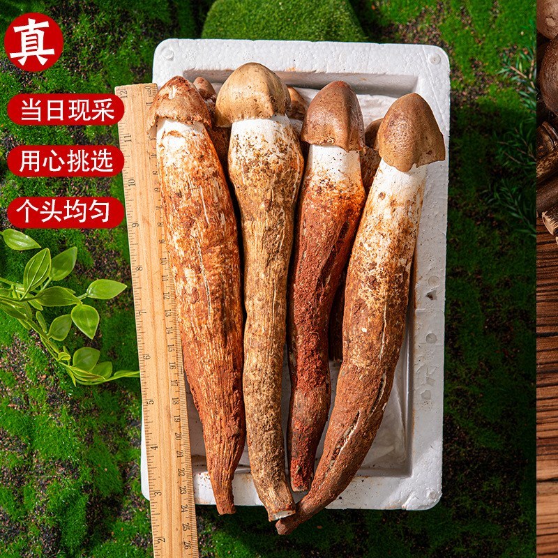 云南精选野生鸡枞不开伞大白鸡枞伞把菇荔枝菌独角白蚁鸡枞