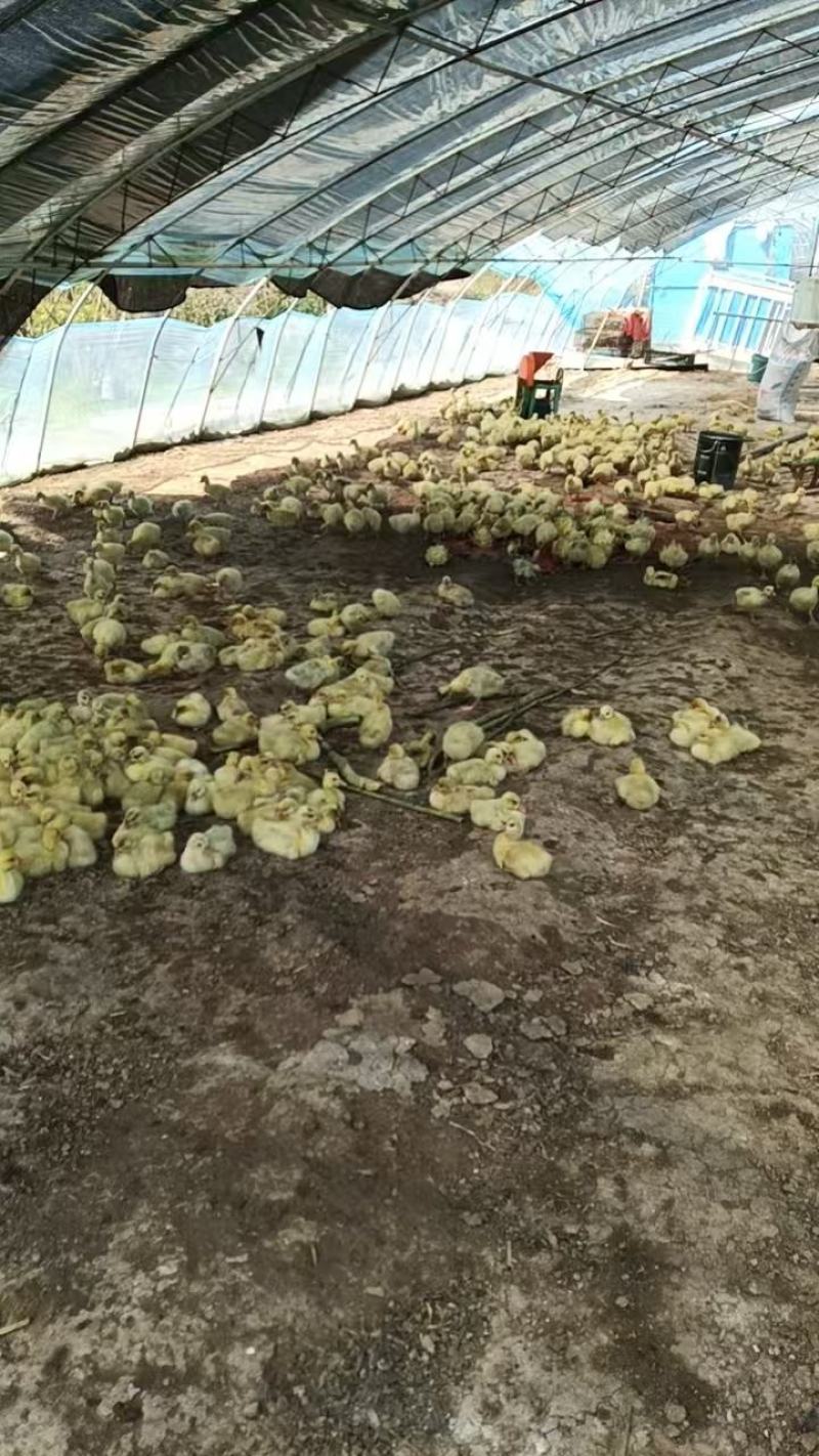 精选三花鹅肉鹅山东农家养殖质量保证量大优惠全国发货