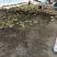 精选三花鹅肉鹅山东农家养殖质量保证量大优惠全国发货