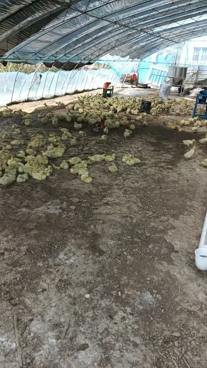精选三花鹅肉鹅山东农家养殖质量保证量大优惠全国发货