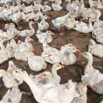 精选三花鹅肉鹅山东农家养殖质量保证量大优惠全国发货