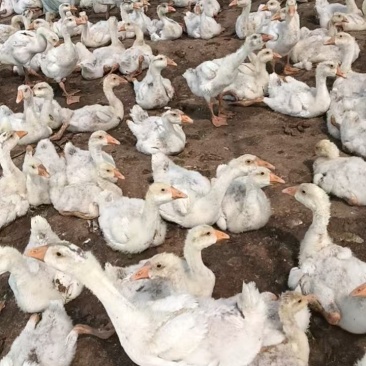 精选三花鹅肉鹅山东农家养殖质量保证量大优惠全国发货