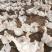 精选三花鹅肉鹅山东农家养殖质量保证量大优惠全国发货