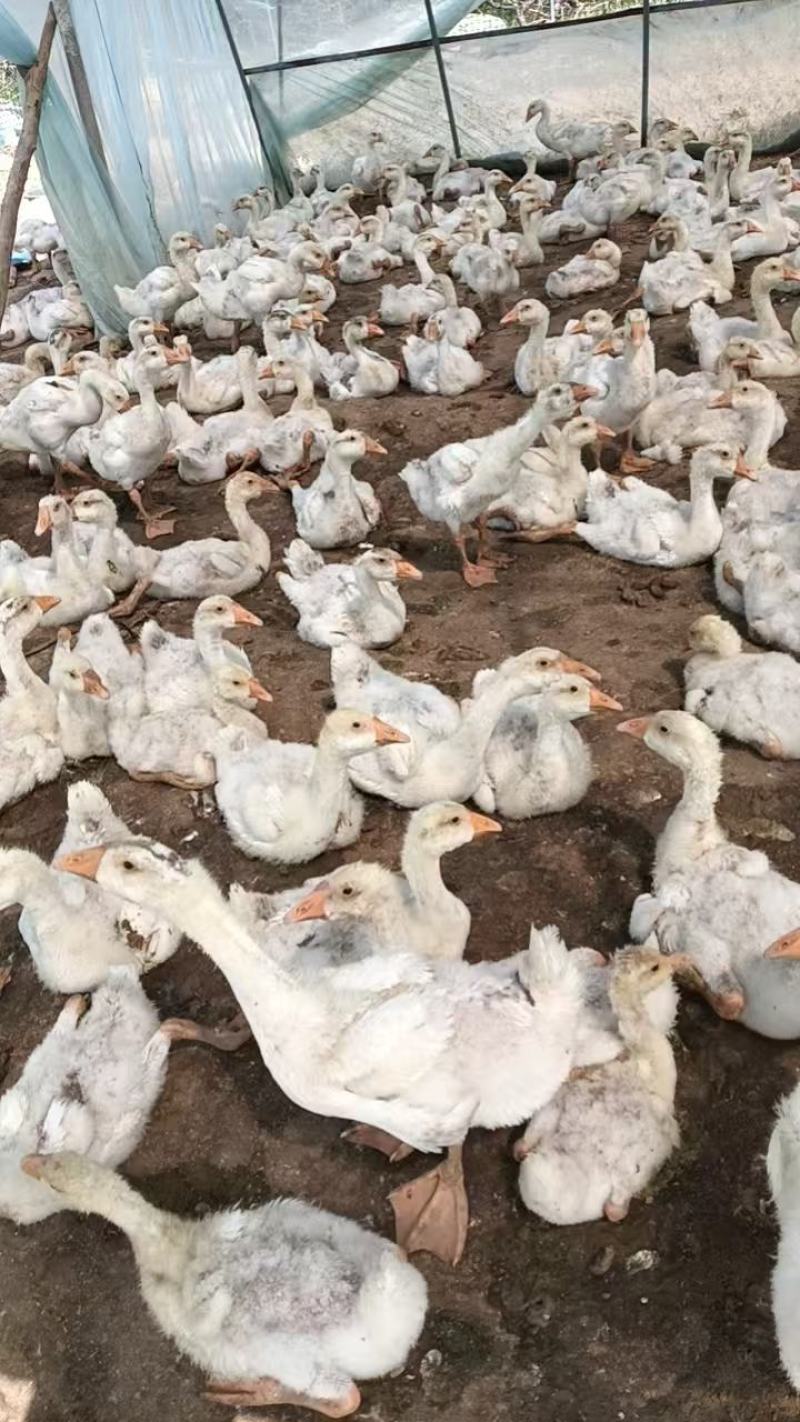 精选三花鹅肉鹅山东农家养殖质量保证量大优惠全国发货
