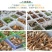 云南精选野生鸡枞不开伞大白鸡枞伞把菇荔枝菌独角白蚁鸡枞