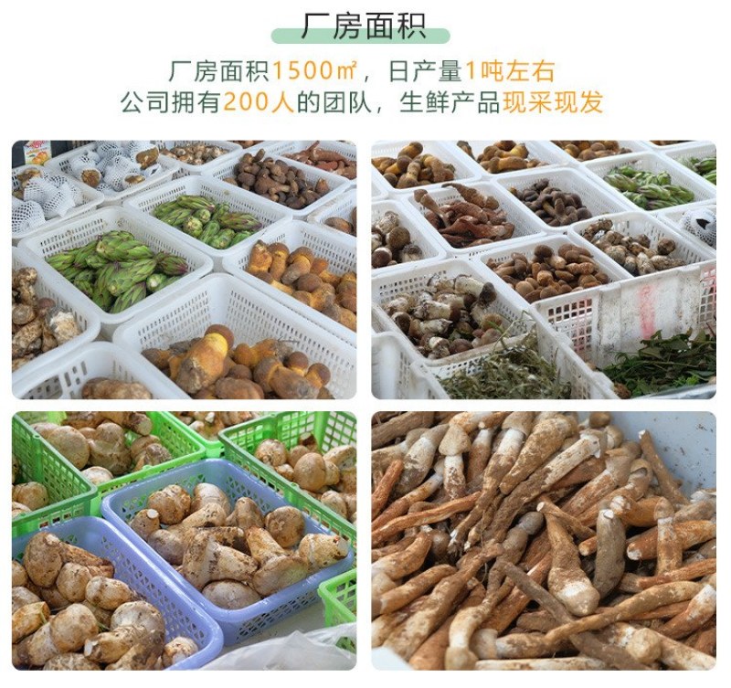 云南精选野生鸡枞不开伞大白鸡枞伞把菇荔枝菌独角白蚁鸡枞