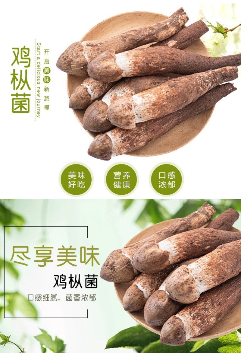 云南精选野生鸡枞不开伞大白鸡枞伞把菇荔枝菌独角白蚁鸡枞
