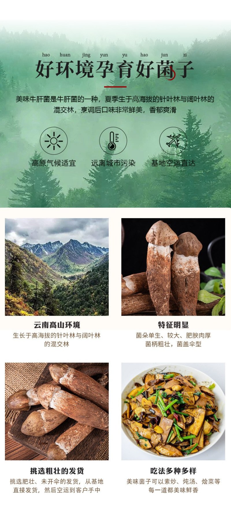 云南精选野生鸡枞不开伞大白鸡枞伞把菇荔枝菌独角白蚁鸡枞