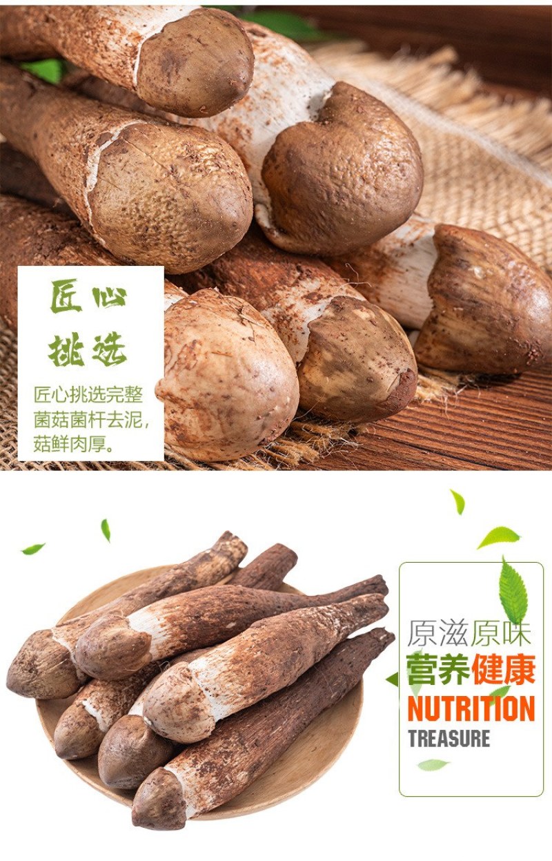 云南精选野生鸡枞不开伞大白鸡枞伞把菇荔枝菌独角白蚁鸡枞