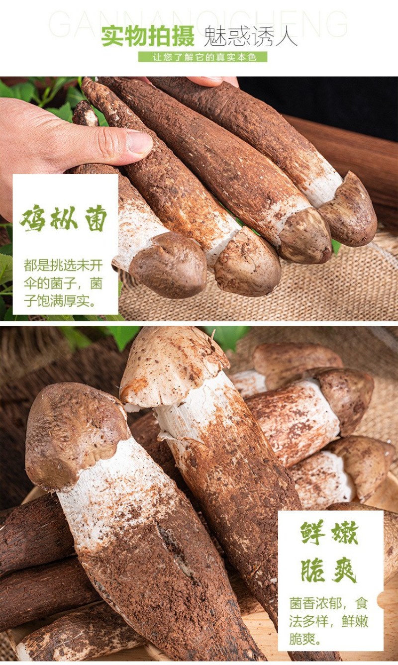 云南精选野生鸡枞不开伞大白鸡枞伞把菇荔枝菌独角白蚁鸡枞