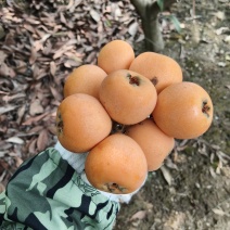 大五星枇杷
