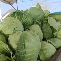 萱甘蓝上市中