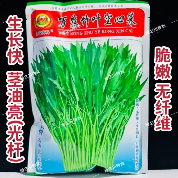 万农竹叶空心菜种子春夏秋蕹菜种籽通心菜种子旱地水地耐热