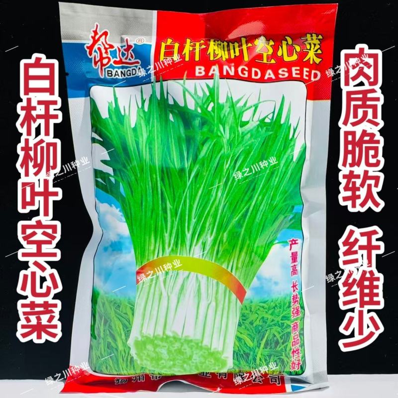 白杆柳叶空心菜种子产量高长势强采收期长通心菜种子