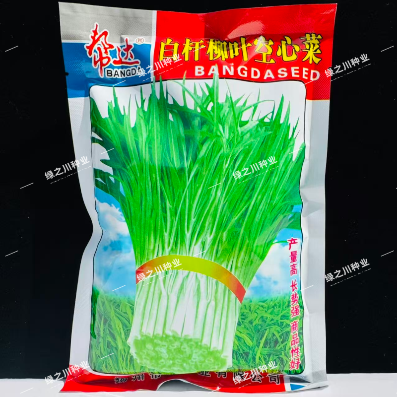 白杆柳叶空心菜种子产量高长势强采收期长通心菜种子