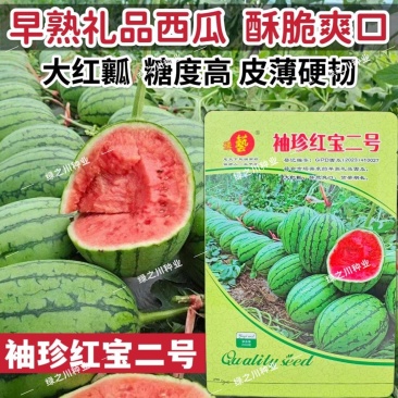 早熟礼品西瓜种子薄皮少籽小型西瓜种子水果种籽高产袖珍西瓜