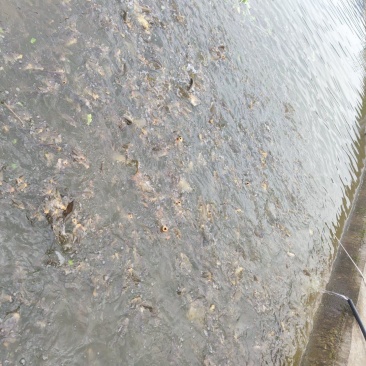 泉水池鲤鱼