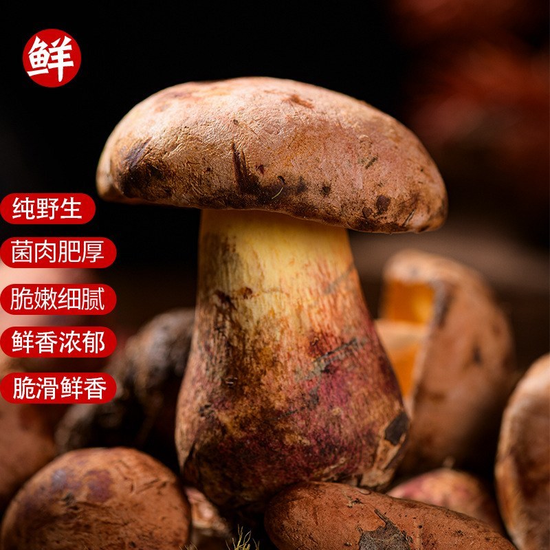 山林限定美味，新鲜见手青批量供货全国