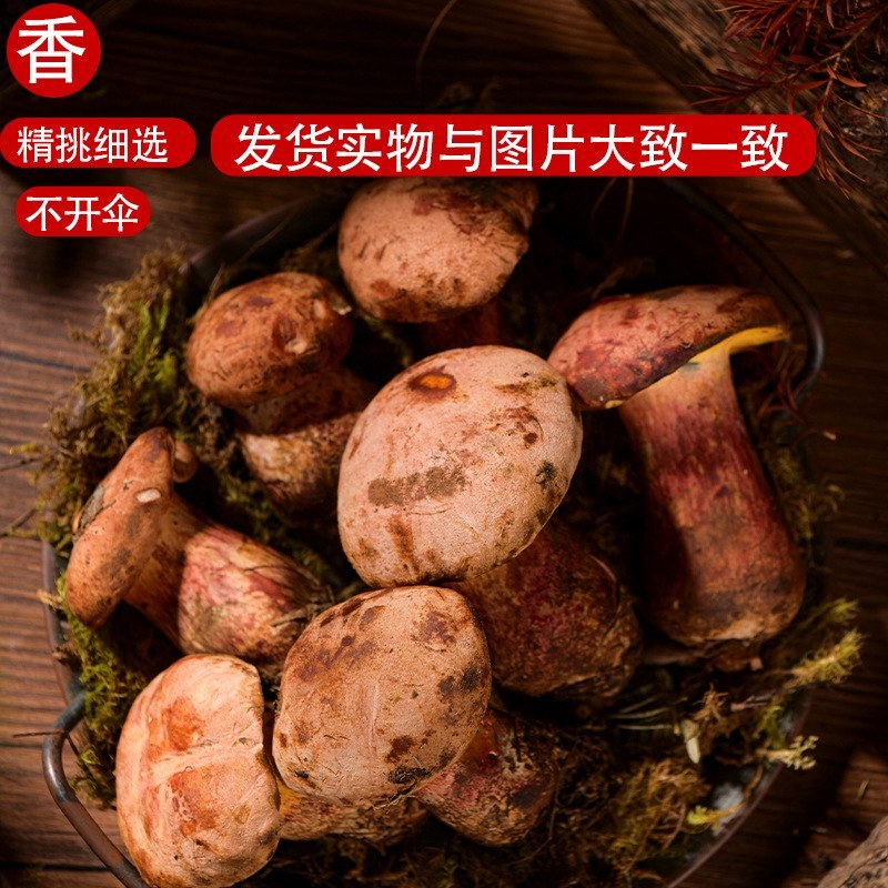 山林限定美味，新鲜见手青批量供货全国