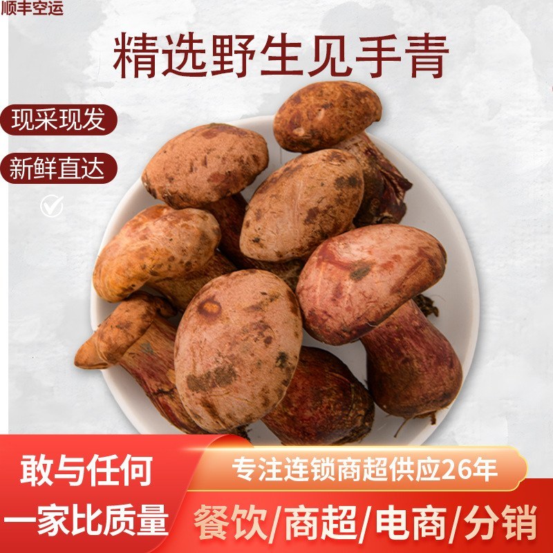 山林限定美味，新鲜见手青批量供货全国