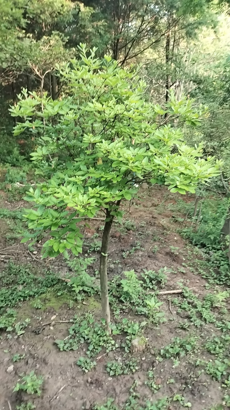 映山红，