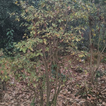 映山红，