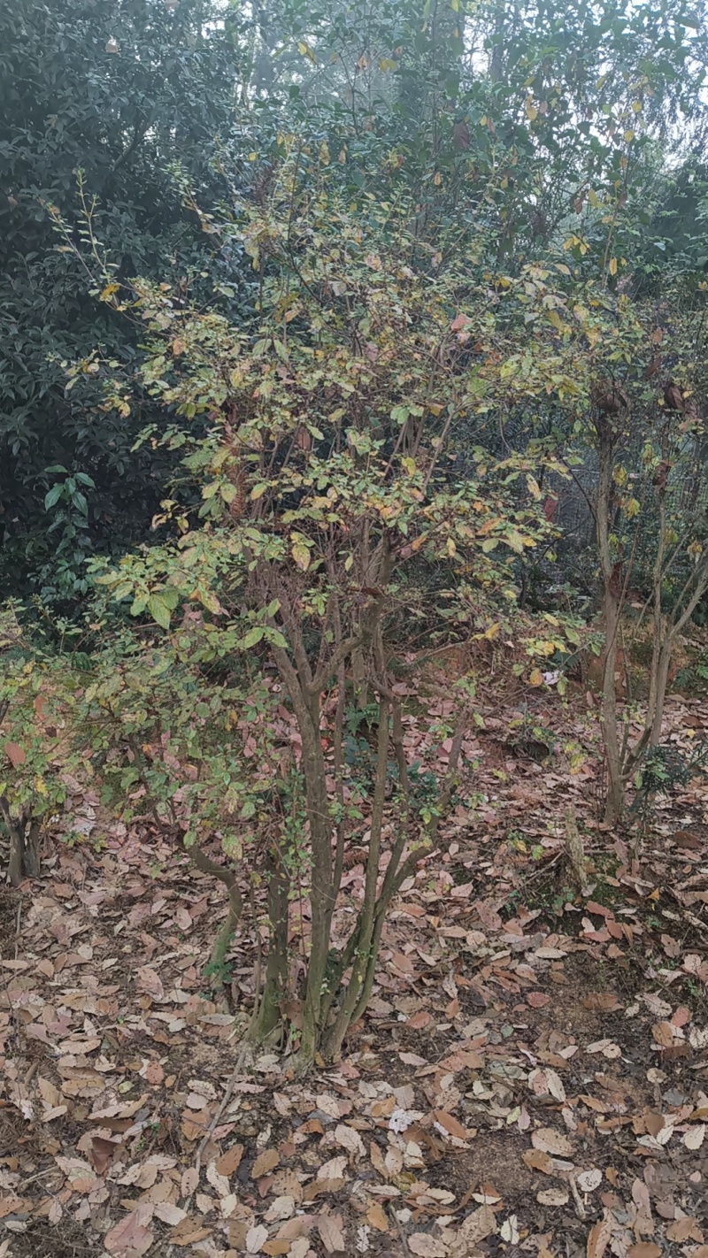 映山红，