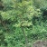 映山红，