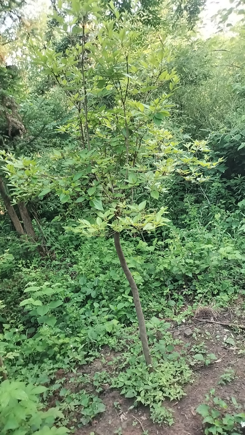 映山红，