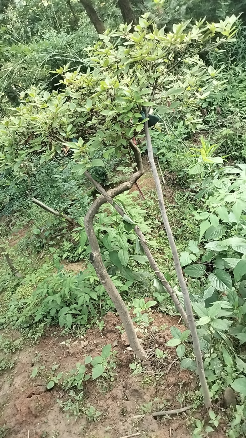 映山红，