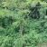 映山红，