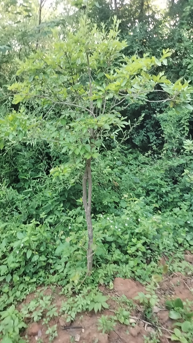 映山红，