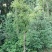 映山红，