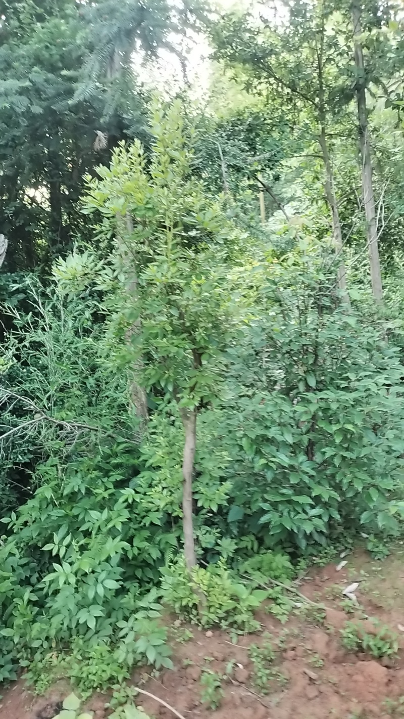 映山红，
