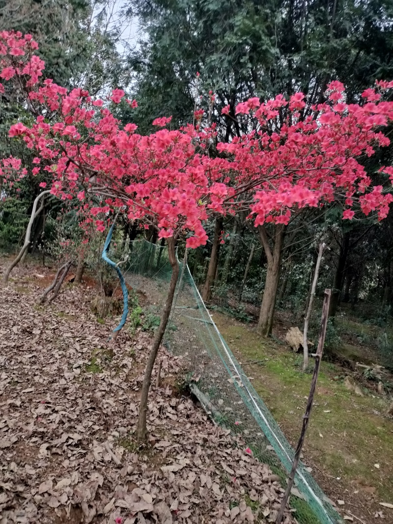 映山红，